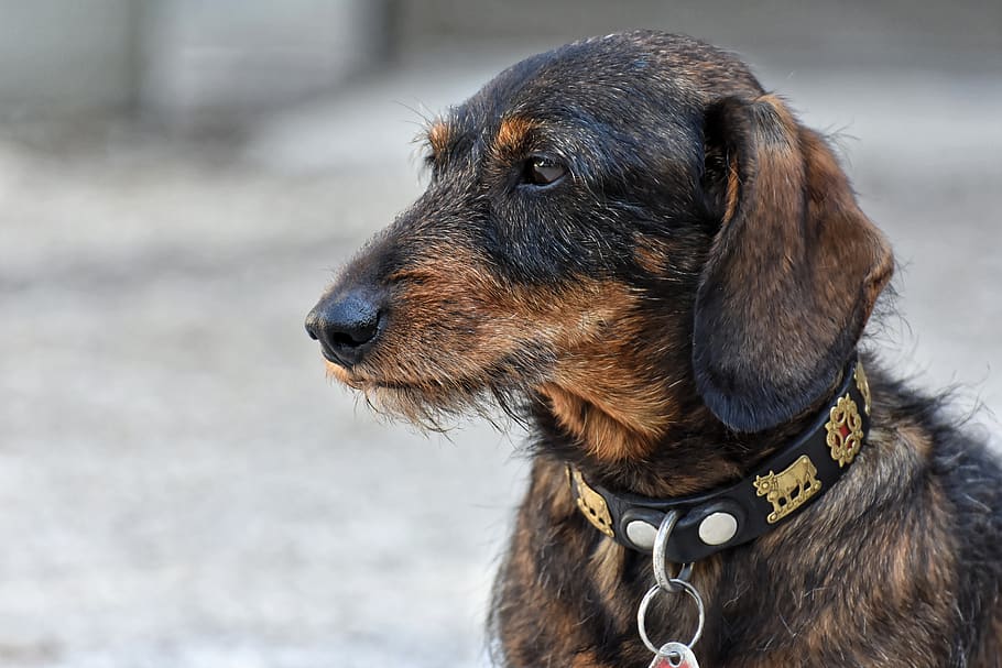 dachshund, rauhaardackel, dog, animal, pet, race, pet photography, brown, fur, quadruped