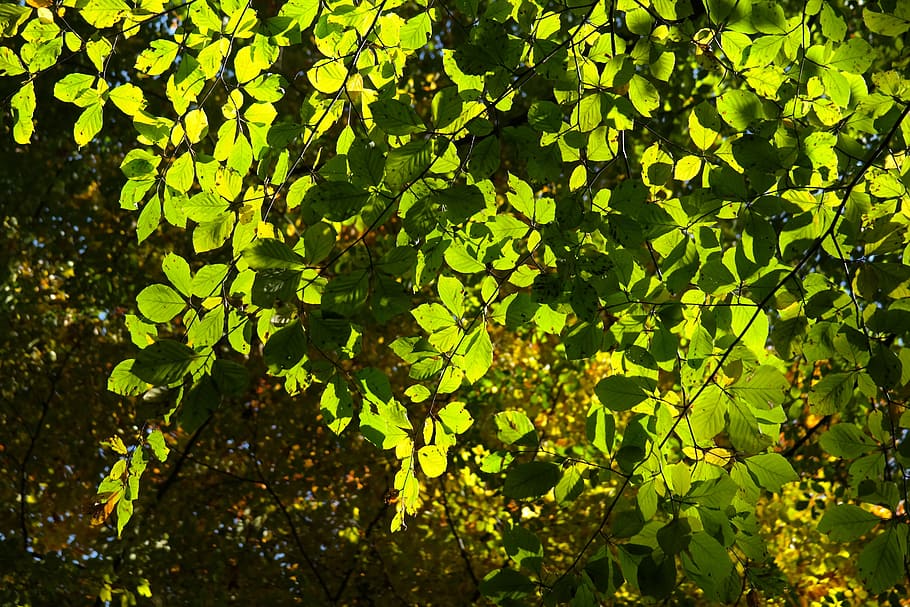Faia, Folhas, Árvore, Luz de fundo, folhas de faia, verde, outono, fagus sylvatica, árvore de folha caduca, fagus