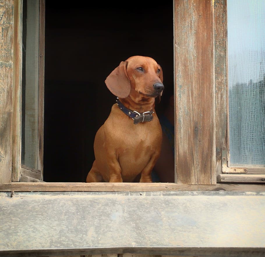 茶色, 犬, 窓, ダックスフント, ペット, 窓枠, 家, かわいい, 一匹の動物, 家畜
