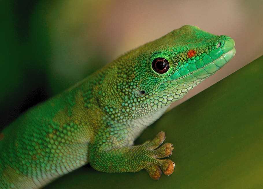 green, gecko, close up, macro, wildlife, eyes, animals, reptile, pet, nature