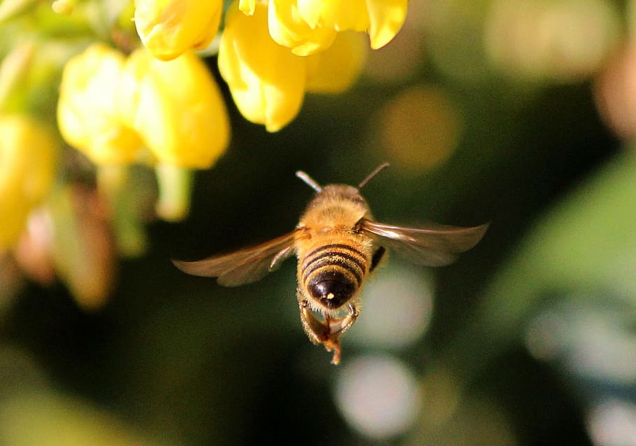 close-up photography, honeybee, flying, yellow, petaled flowers, honey bee, insect, sting, nectar, pollinate