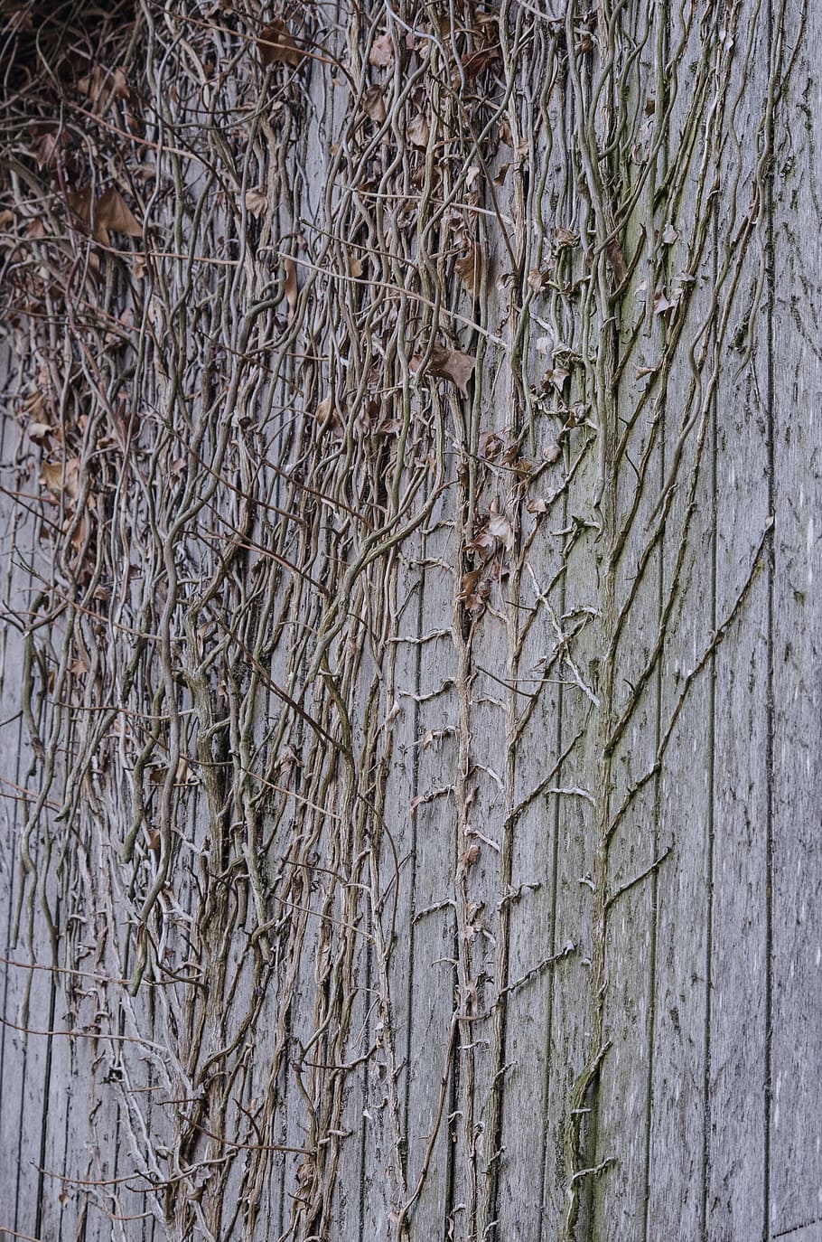 wood, branches, wall, grey, old, texture, decor, natural, plank, house