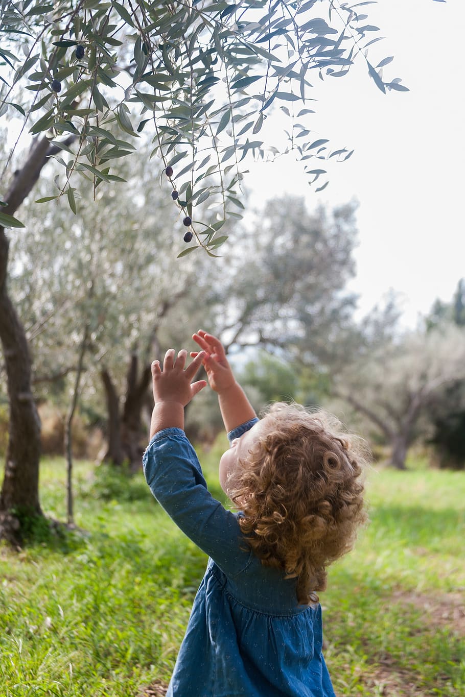 azeitonas, campanha, agricultura, oliva, árvore, mediterrâneo, filial, menina, encaracolado, plantar
