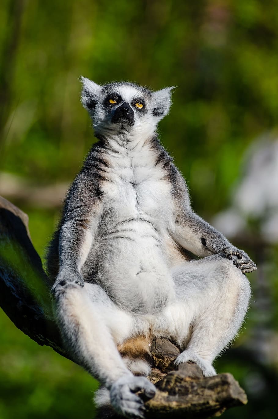 foto close-up, Lemur, lemur berekor cincin, primata, mamalia, bulu, abu-abu, madagaskar, potret, duduk
