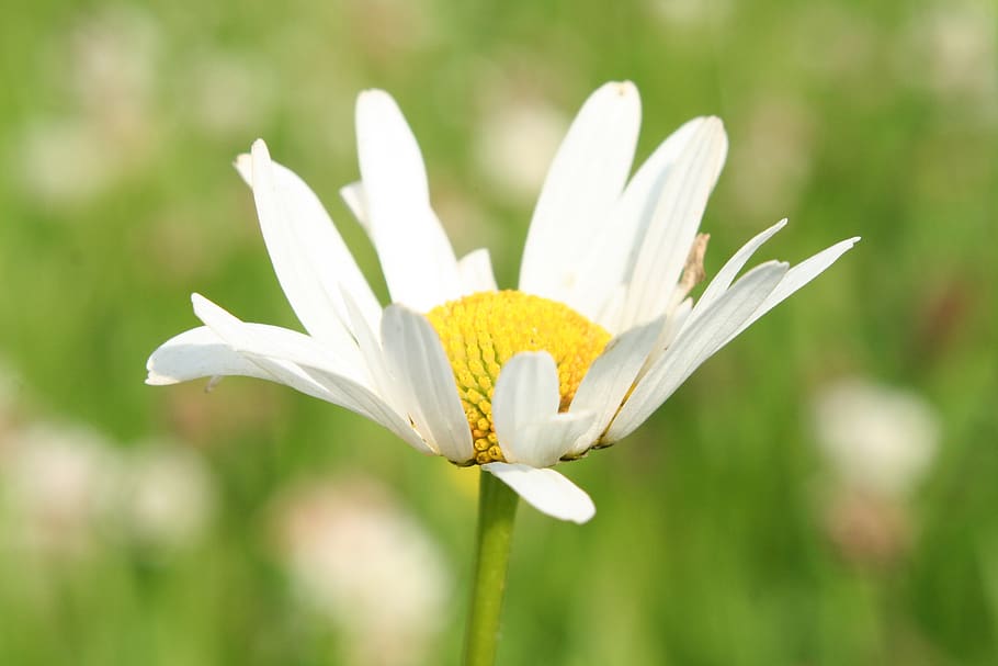 nature, flower, flora, summer, grass, daisy, plant, field, oxeye, chamomile