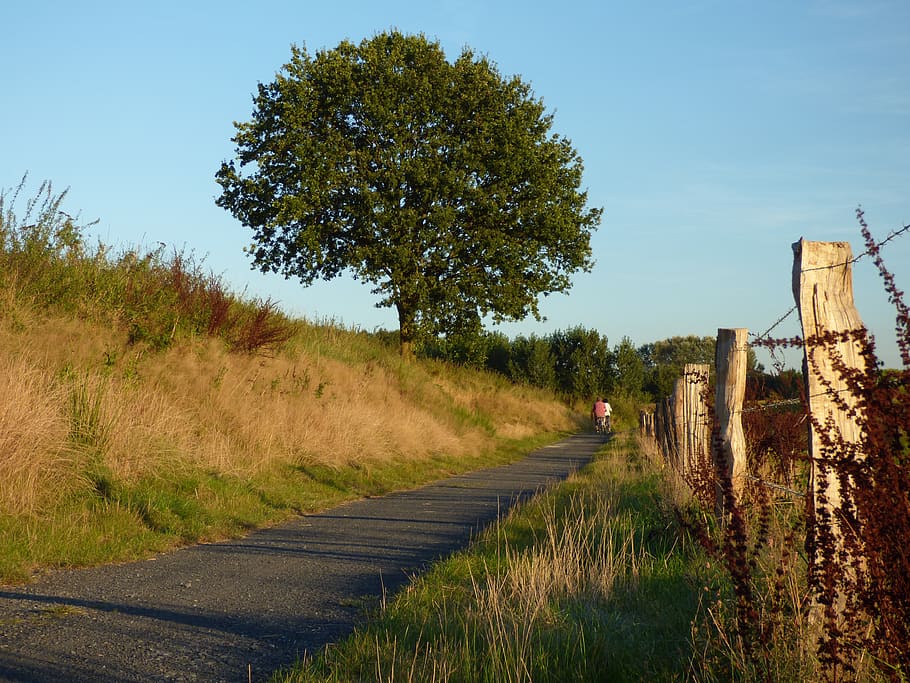 away, tree, fence, cyclists, evening, bike ride, nature, meadow, fenced, bicycle path