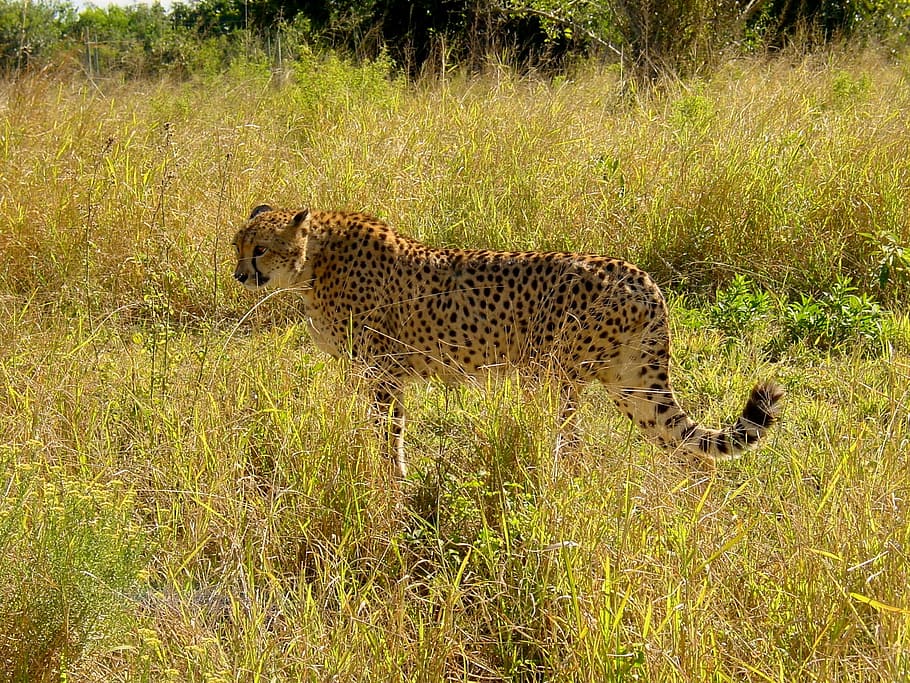 cheetah, cat, predator, big cat, carnivores, creature, africa, wildcat, head drawing, graceful
