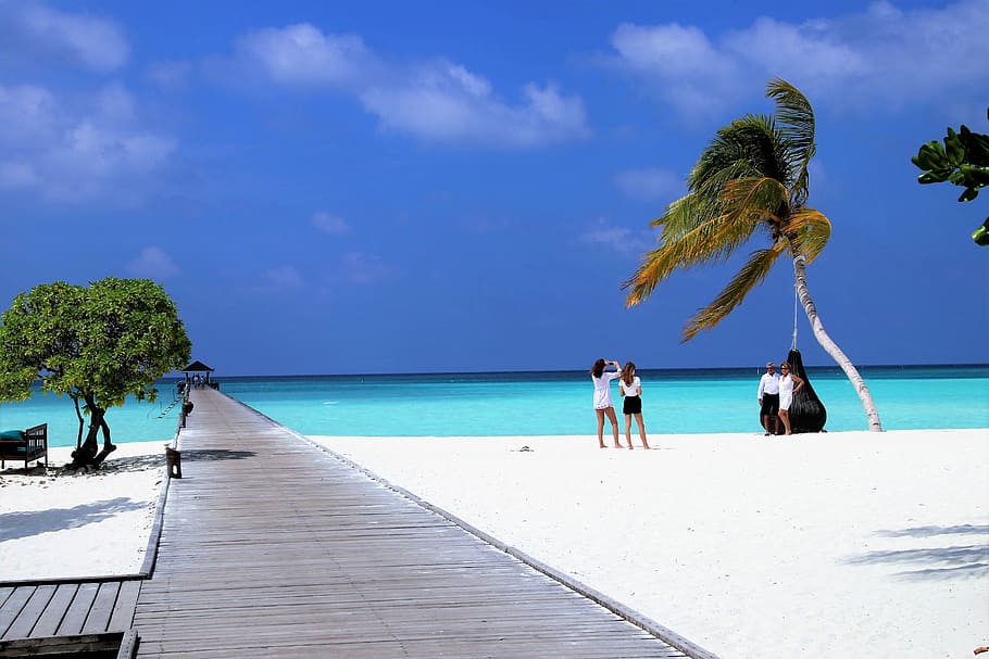 coconut tree, seashore, daytime, holiday, maldives, paradise, colors, the tropical, beach, sand