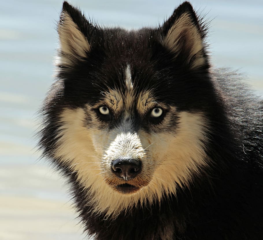 preto, bege, lobo, husky, cachorro, raça de cachorro, husky siberiano, animal, cão de trenó, cão da neve