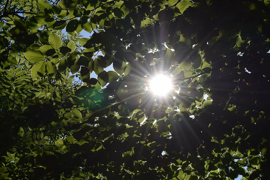 naturaleza, madera, follaje, para cubrir tenues, día, sol, Planta, luz solar, crecimiento, árbol