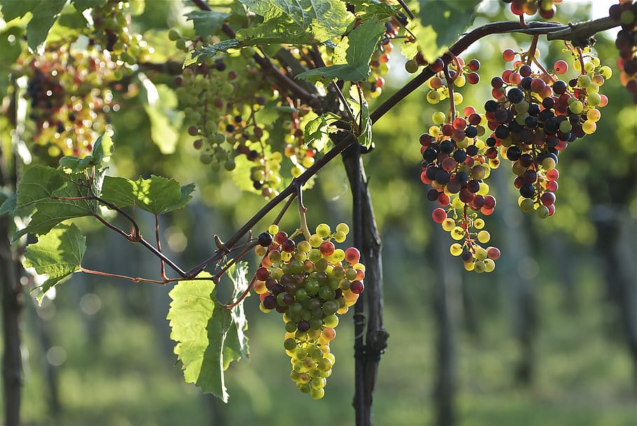 grapes, in the case of the discoloration, wine, discoloration, vineyard, nature, fruit, growth, healthy eating, food and drink