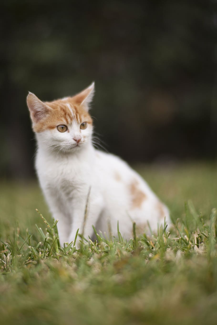 putih, oranye, kucing betina, kucing, hijau, rumput, hewan, anak kucing, lucu, potret hewan