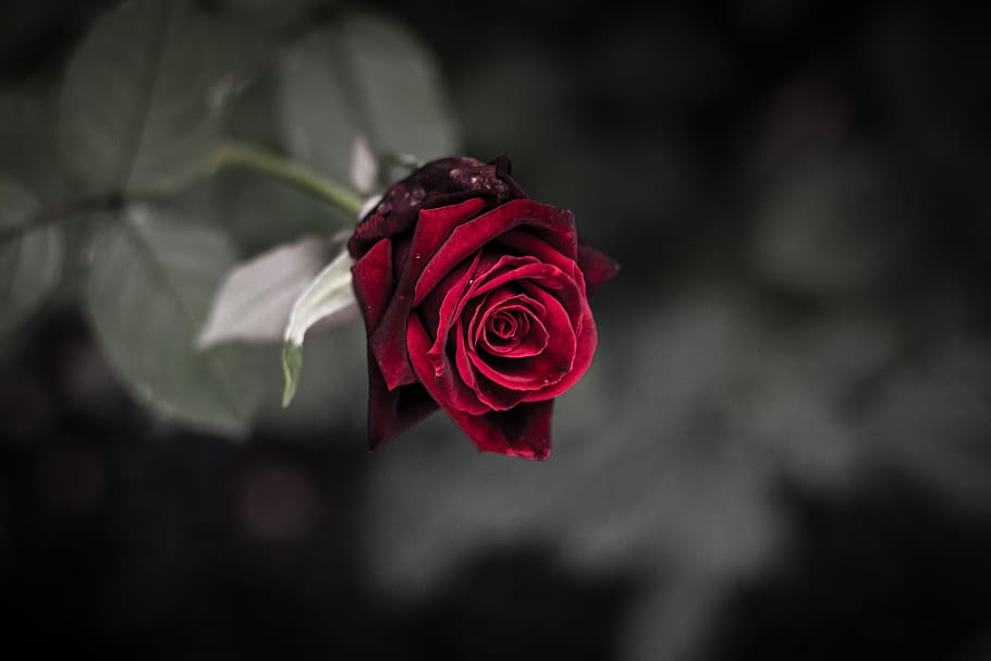 rose, purple, dark, trauerkarte, sadness, rose - flower, flower, flowering plant, beauty in nature, plant