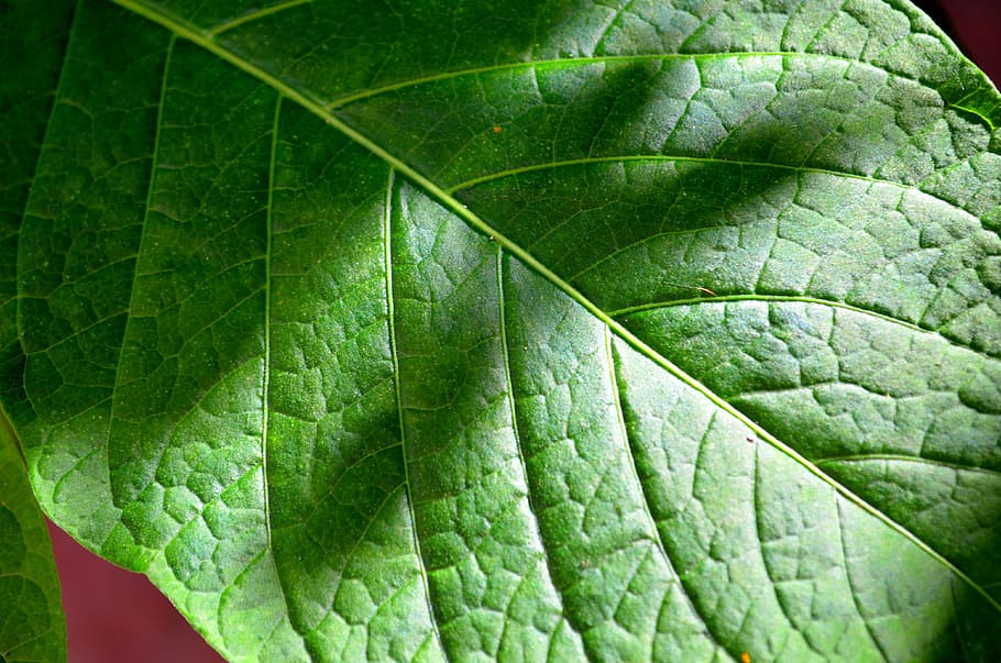 лист, зеленый фон, вены, узор, растение, часть растения, листовая жилка,  зеленый цвет, крупный план, завод | Pxfuel