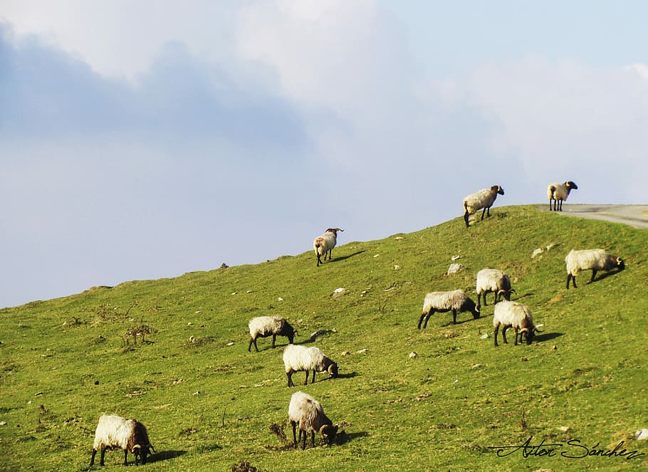 羊, ピレネー, 草, 放牧, 雲, 食べる, 自然, 家畜, 農業, 群れ