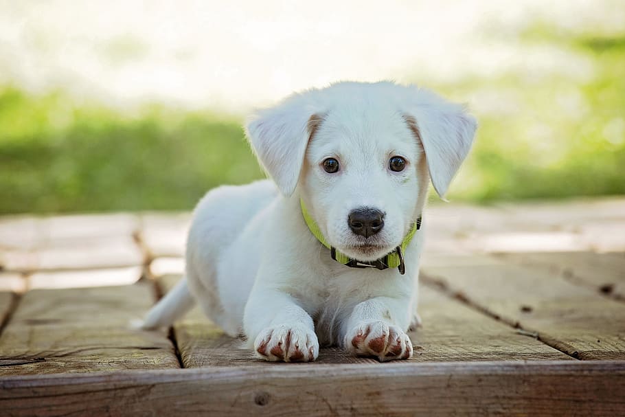 yellow, labrador retriever puppy, wooden, surface, selective, focus photography, yellow Labrador Retriever, puppy, selective focus, photography
