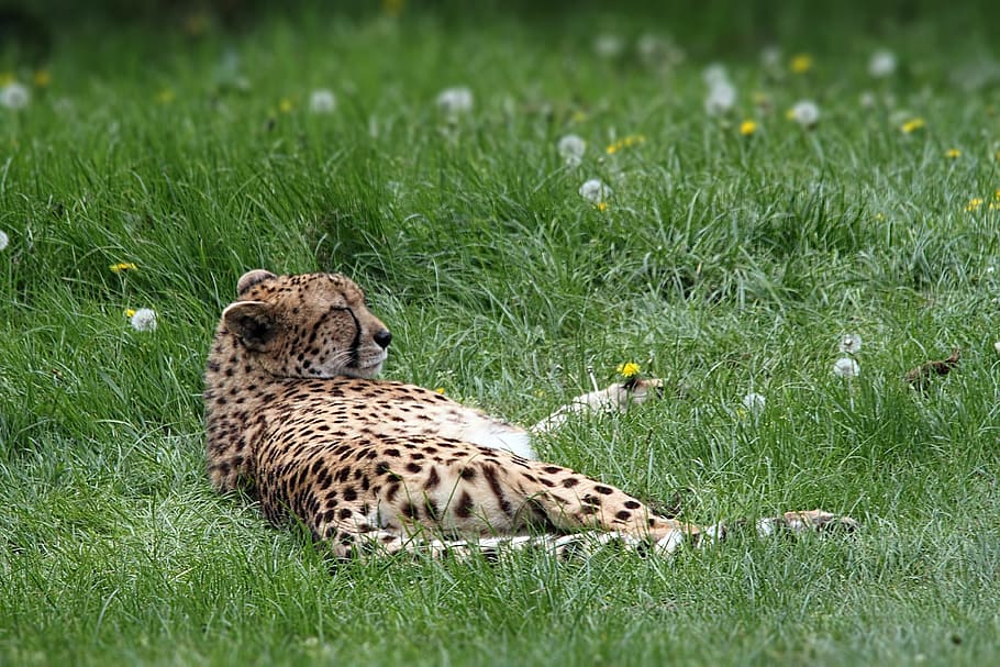 チーター, 動物, 野生動物, 猫, スポット, アフリカ, 自然, 速い, 捕食者, 野生