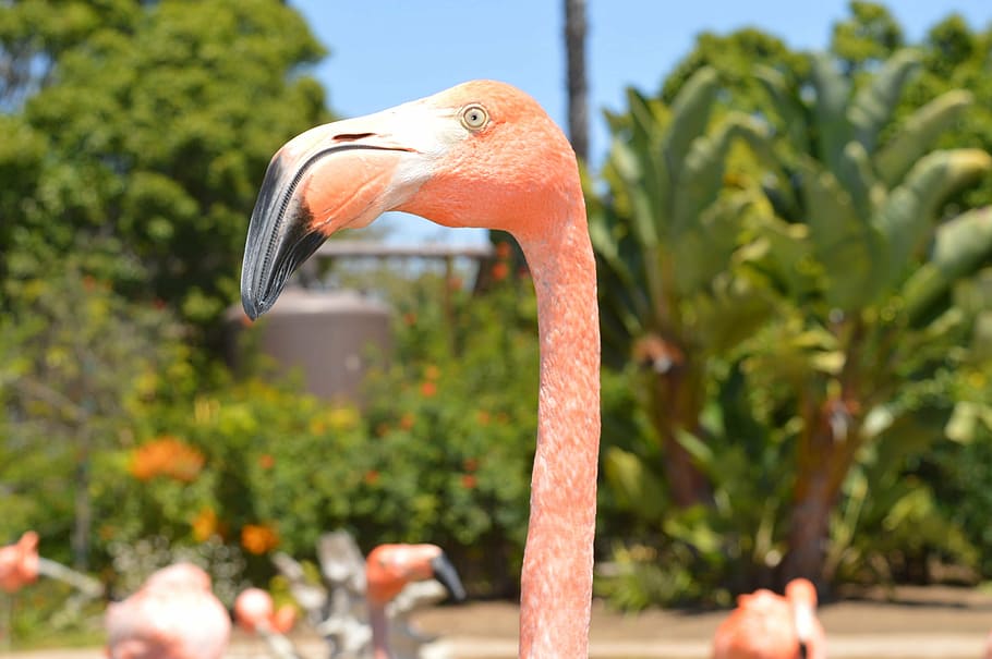 closeup, foto, pink, flamingo, paruh, burung, air, sungai, danau, alam