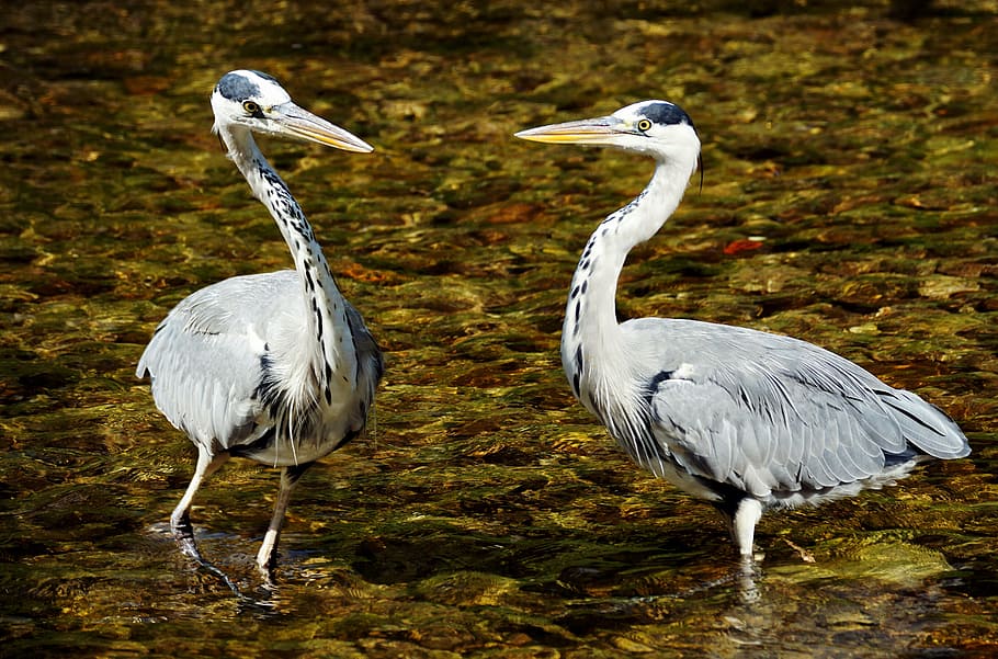 two, white, storks, river, heron, bird, nature, eastern, plumage, animal world