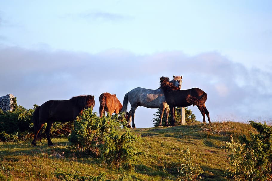 Horses, Nature, Hage, summer evening, horse, animal themes, full length, outdoors, domestic animals, riding