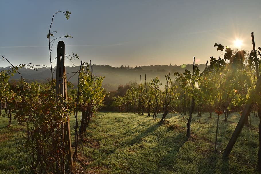 vineyard near mountain, wine, italy, tuscany, grapes, vine, nature, vineyards, grapevine, plant