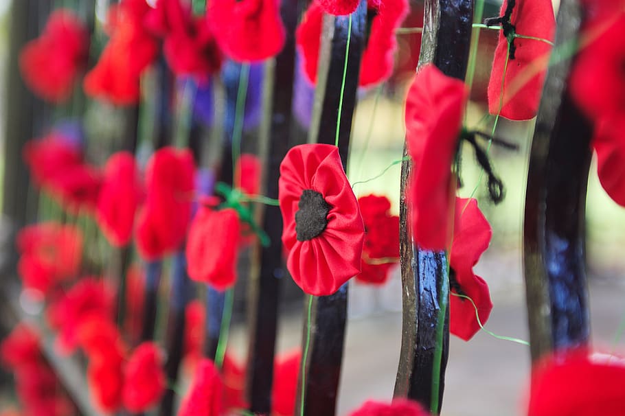 war, poppy, poppies, armistice, soldiers, red, flower, rails, color, outside
