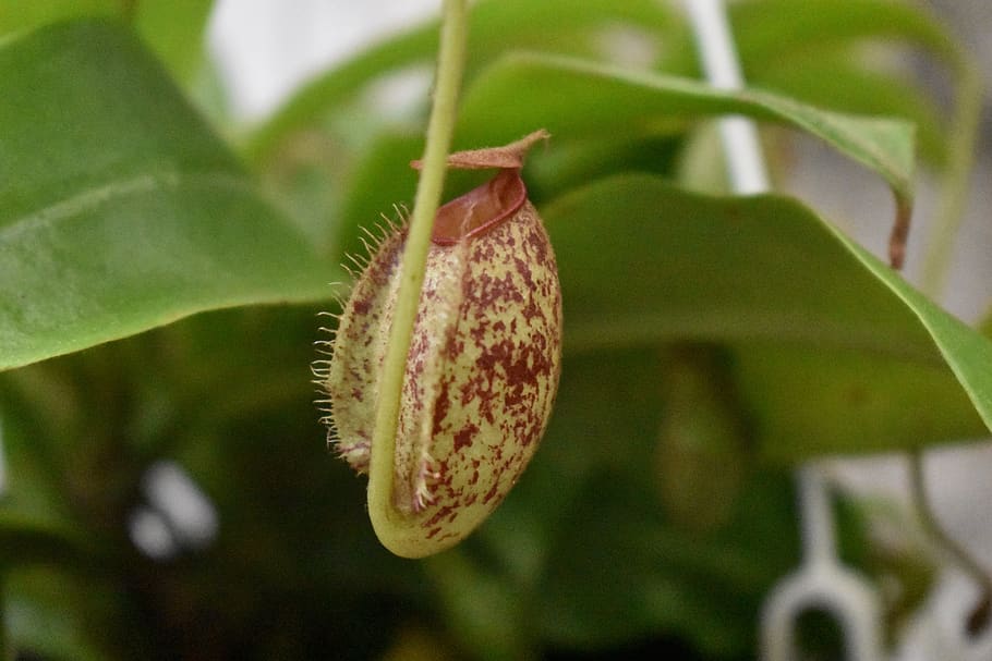 nepenthes, carnivorous plant, carnivovous plant, carnivores, insects, nepenthaceae, close-up, plant, growth, leaf