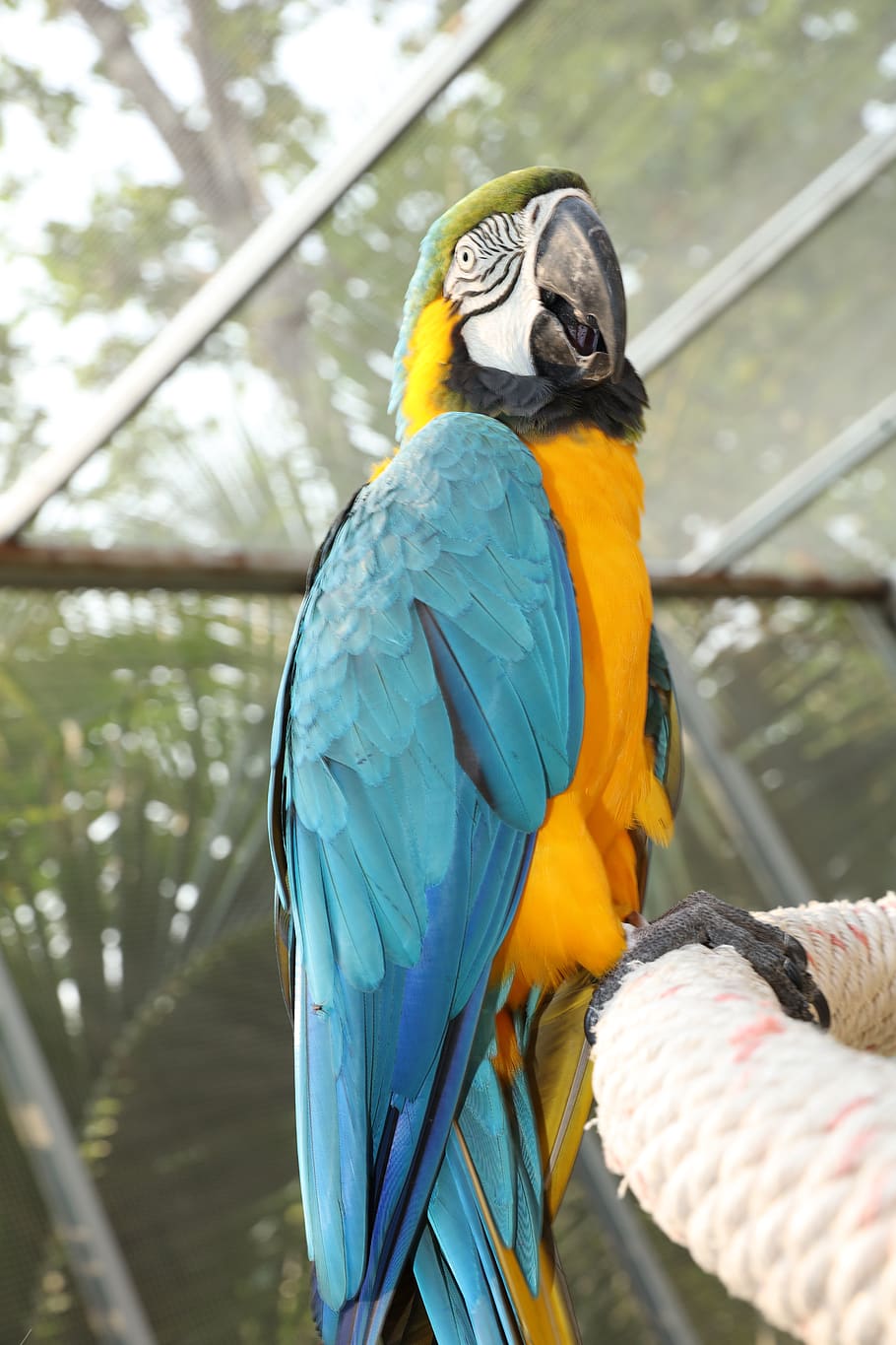 periquito verde amarelo, periquito raro, periquito sul-americano, bonito, papagaio peludo, periquito bonito, periquito super fofo, caudas longas de papagaio, papagaios, papagaios super fofos