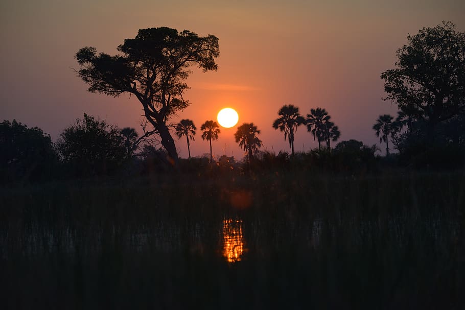 sunset, botswana, africa, landscape, okavango, nature, riverside, sky, tree, orange color