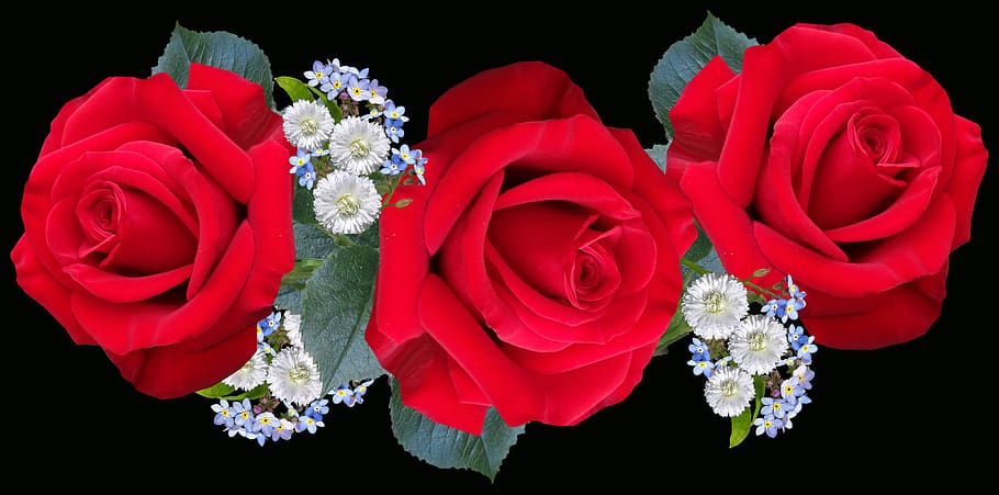 flowers, red, roses, romantic, arrangement, daisies, white, garden, nature, flower