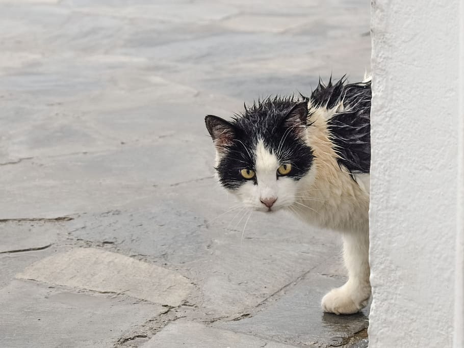 bicolor cat, cat, stray, wet, rainy day, suspicious, looking, animal, one animal, domestic