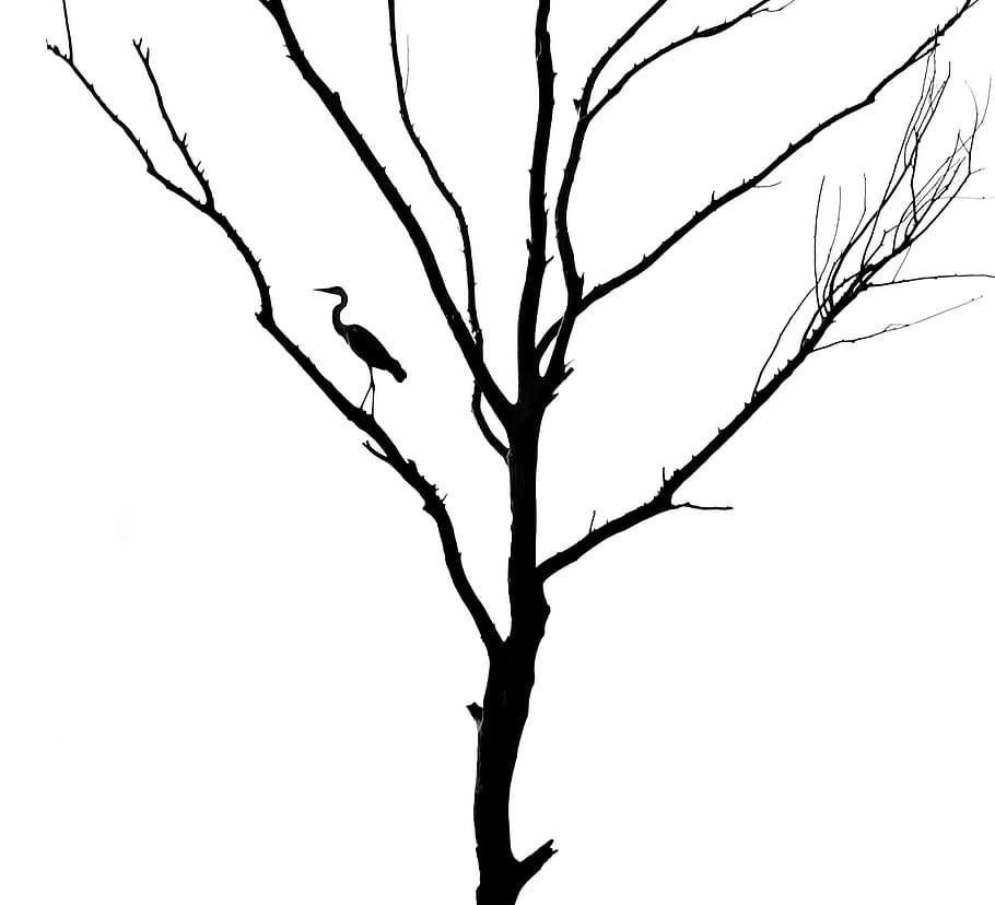 나무, 죽은 나무, 새, 헤론, 회색 헤론, 실루엣, bw, 흑백, 그래픽, 벌거 벗은 나무