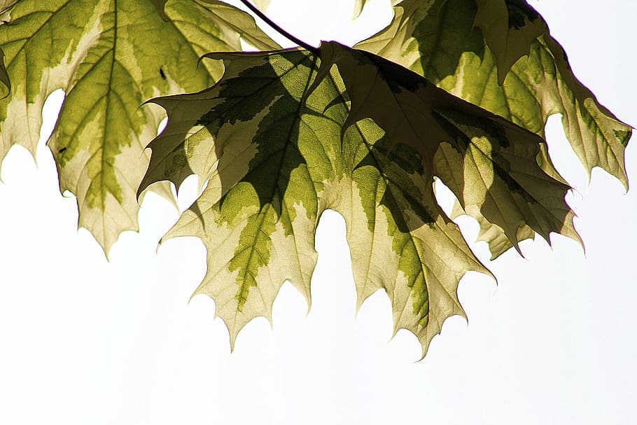 leaf, nature, flora, desktop, disjunct, tree, plant part, green color, close-up, plant