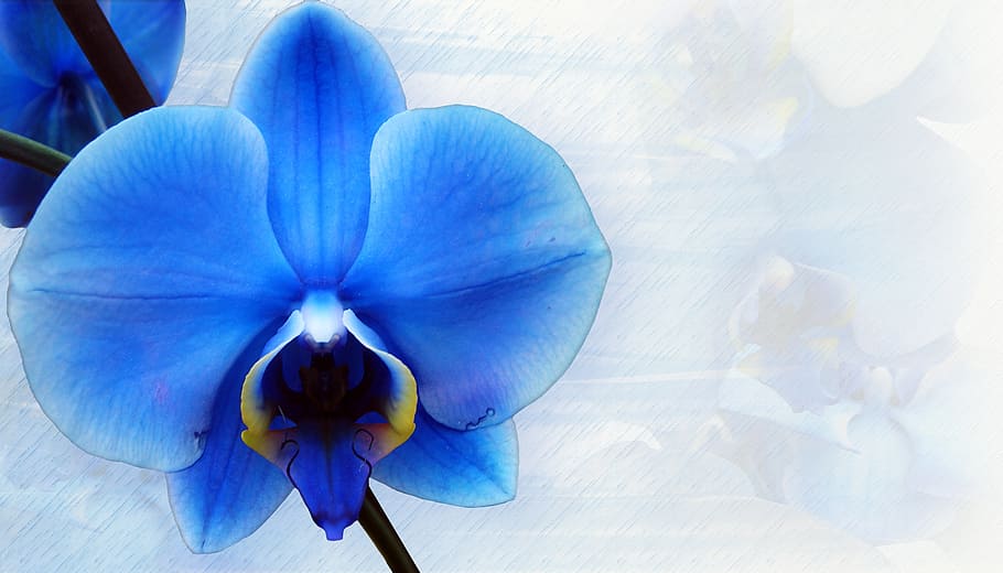 anggrek ngengat biru, anggrek, alat tulis, biru, dekoratif, kertas, struktur, peta, latar belakang, bunga
