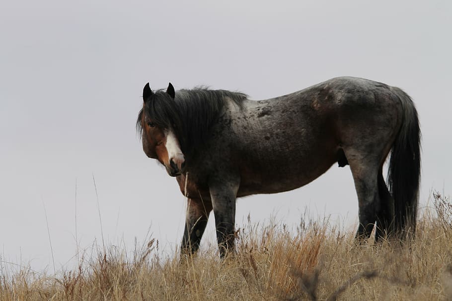 black, horse, grass land, wild horse, stallion, north dakota, equine, pferd, american, jessica magnus-rockeman