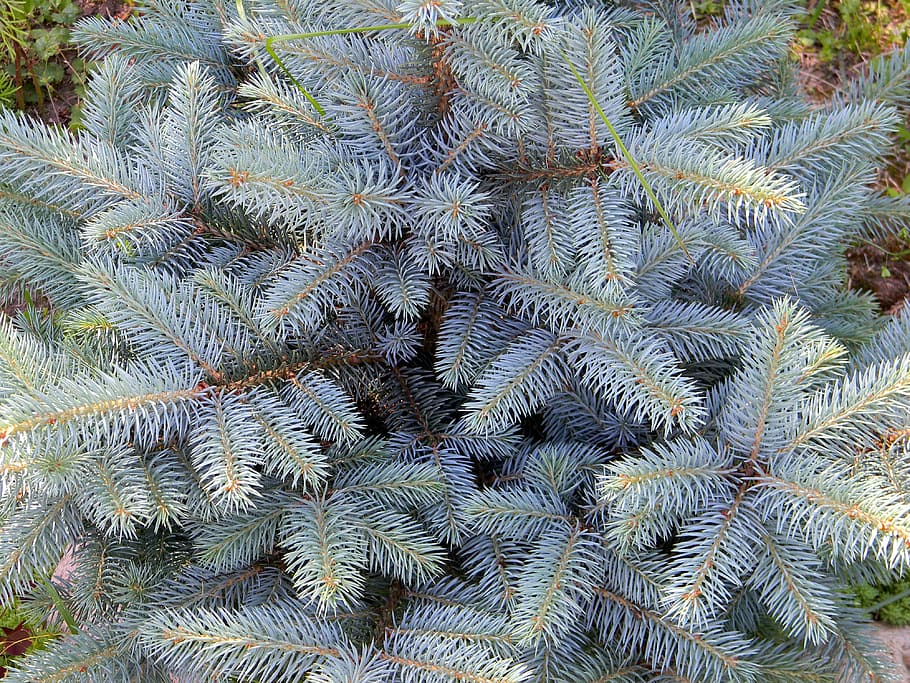 Blue Spruce Needles Spruce Tree Nature Plant Branch