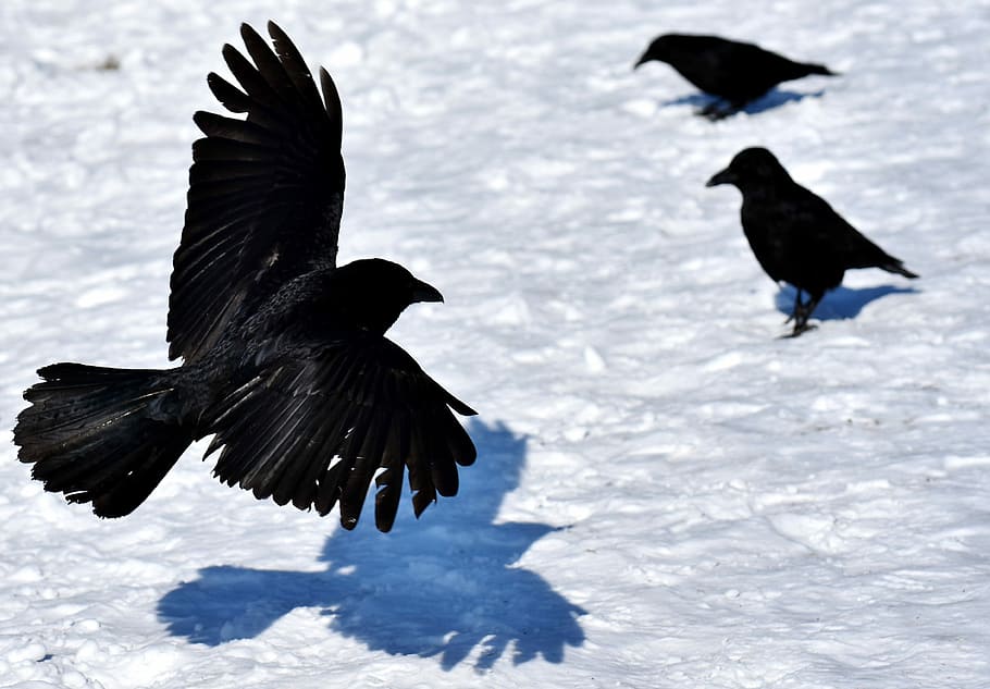 tres, cuervos, durante el día, cuervo común, cuervo, nieve, invierno, frío, pájaro cuervo, animal