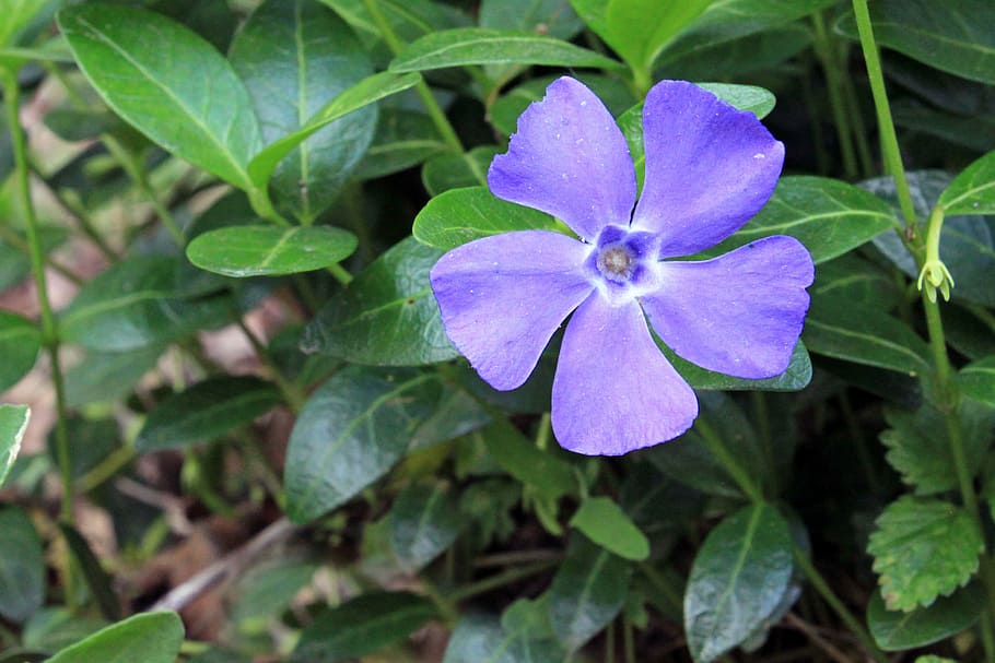 periwinkle, vinca, blue, purple, lilac, foliage, purity, ornate, medicine, flowers