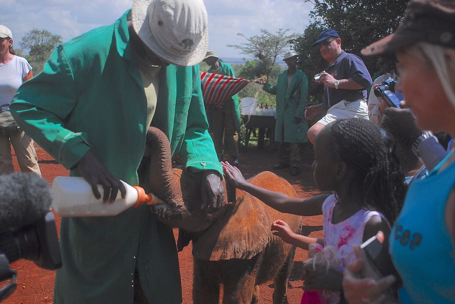 feeding baby elephants, bottle feeding, nairobi, kenya, africa, elephant, baby, milk, bottle, ranger