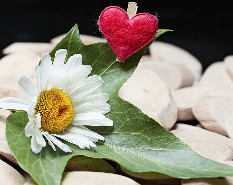 selective, focus photography, daisy flower, green, maple leaf, heart cushion, placed, wooden, slab, selective focus