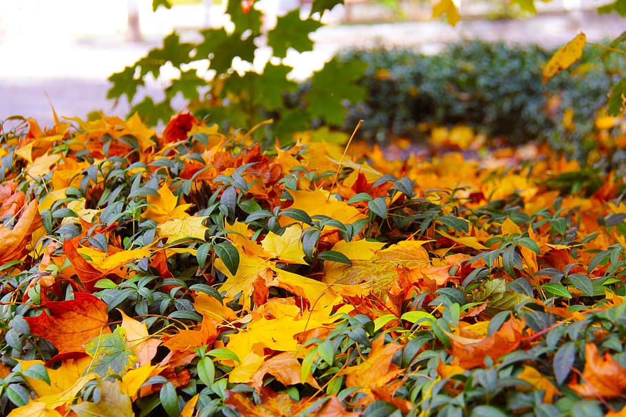 dried, leaves, ground, Popular, Historic, Beautiful, famous, amazing, beauty, colors