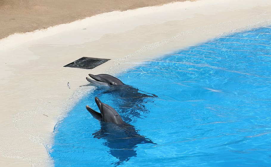 time lapse photography, two, black, dolphins, water, pool, dolphinarium, mammal, loro park, tenerife