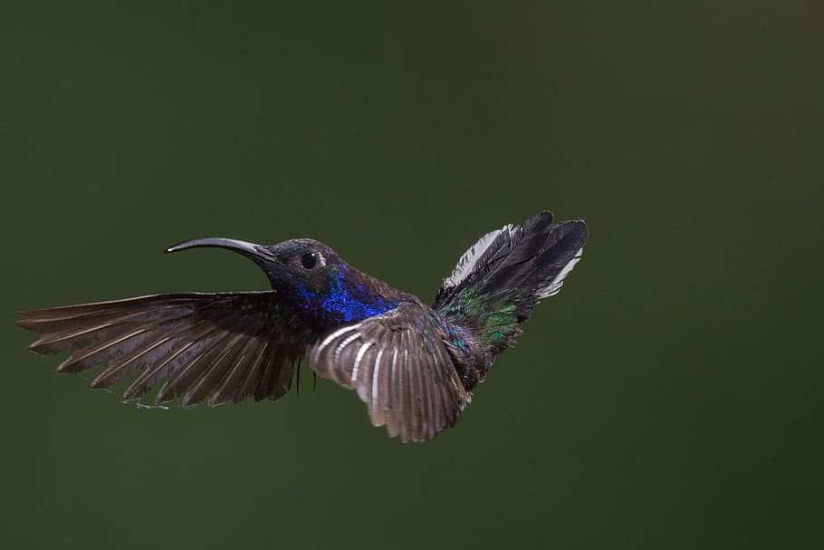 azul, negro, verde, colibrí, vuelo, animal, pájaro, pequeño, elegante, hermosa