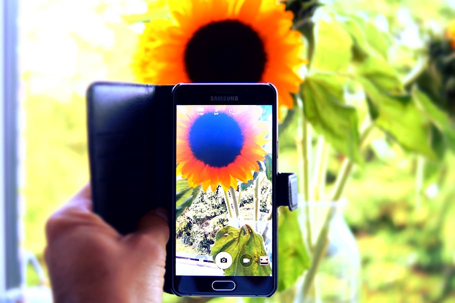 hand, capture, camera, phone, sunflower, nature, photography, leaves, plant, summer