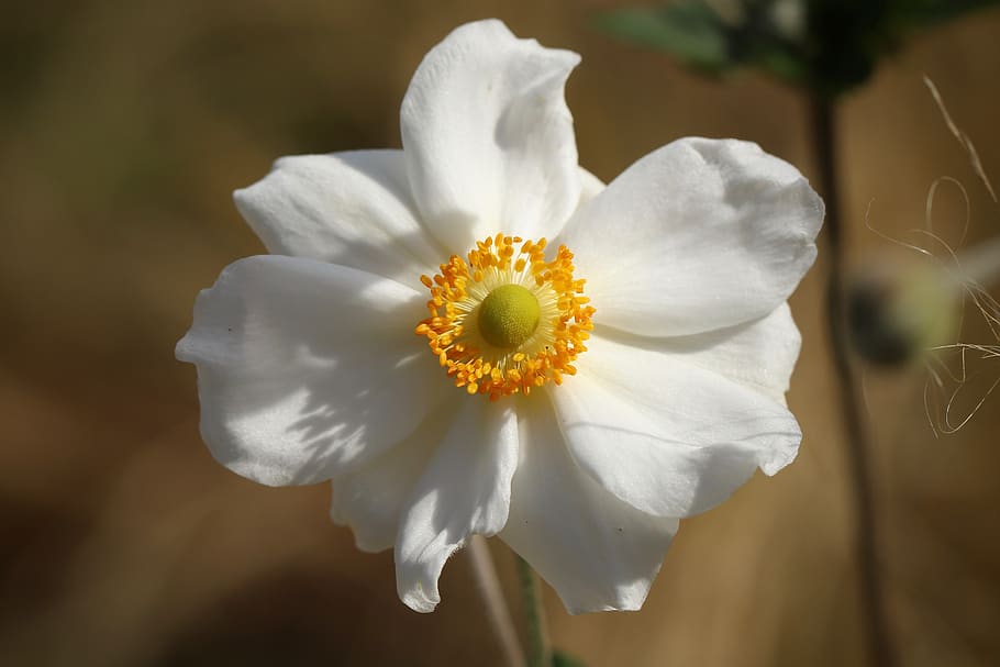 fall anemone, blossom, bloom, flower, stamens, white, petals, late summer, garden, autumn