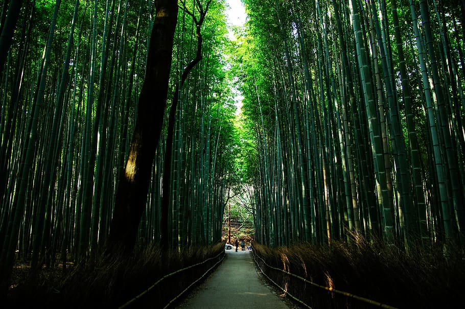low, angle photography, bridge, forest, daytime, kyoto, japan, natural, bamboo, green
