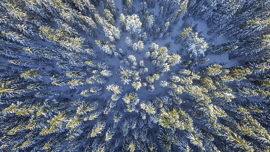 green, pine trees areal photography, forest, abstract, frozen, sunny, nature, cold, color, conifer
