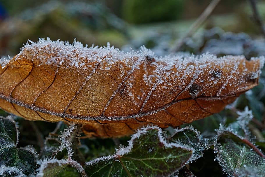 frost, morning, winter, leaves, cold, nature, landscape, frozen, december, forest