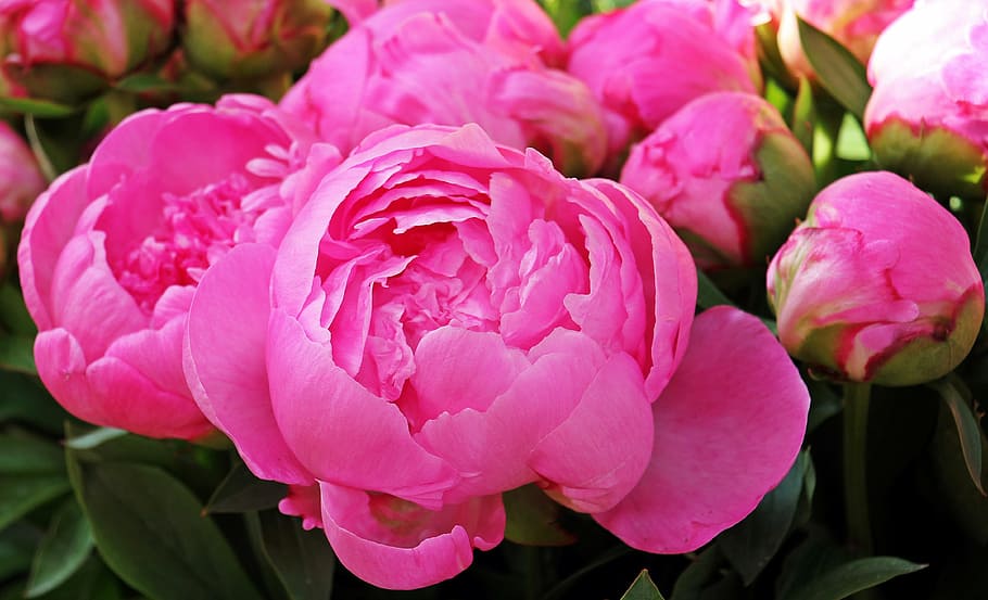 Rosa, flores de peonía, floración, durante el día, peonía, flores, planta, primavera, brote de peonía, flor