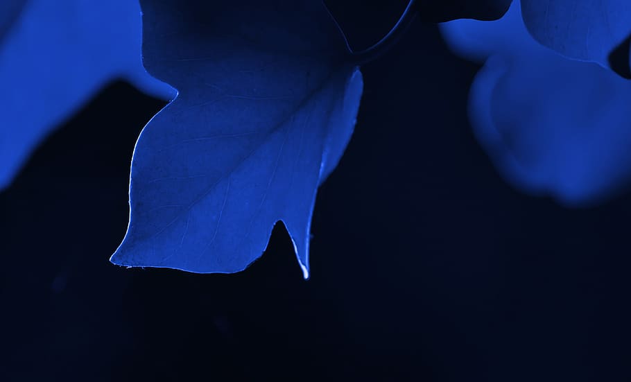 blue, leafed, plant, black, background, leaf, green, ranke, entwine, leaves